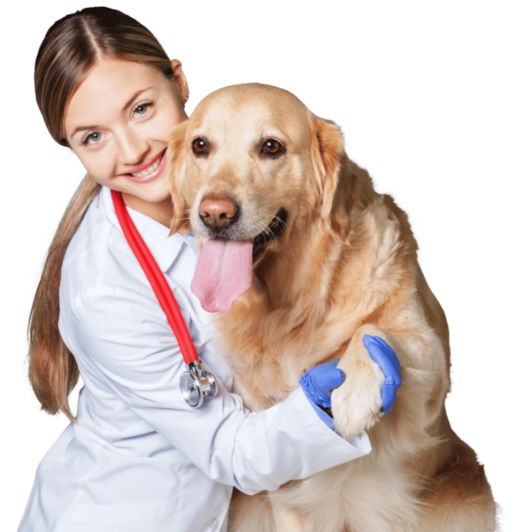 dyrlæge med hund